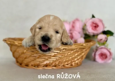 Štěňátka- VRH "A"